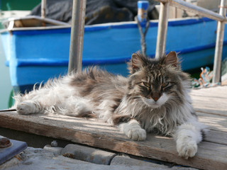 un bel gatto al porto, che guarda il fotografo