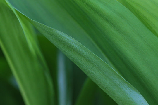 Floral background with green leaves of lily of the valley.	