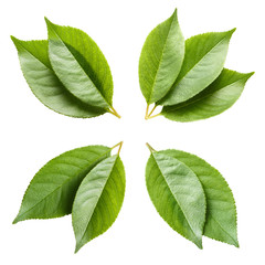 Set of green leaves, isolated on white background