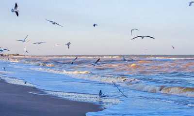 Waves on the sea near the shore and seagulls