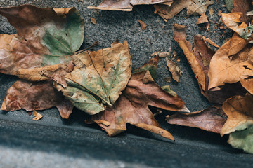 autumn leaves on the ground