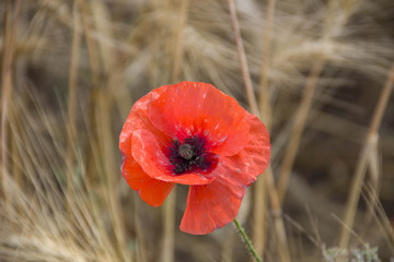 poppy  
