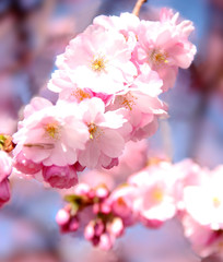 A branch of pink cherry blossoms on a blurred background