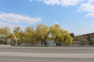  Bright yellow willow branches are beautiful against the blue spring sky