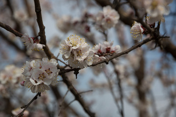 Blossoming apricot tree outdoor photo for graphic and web design, for website or mobile app.