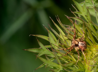 spider on plant in the sun