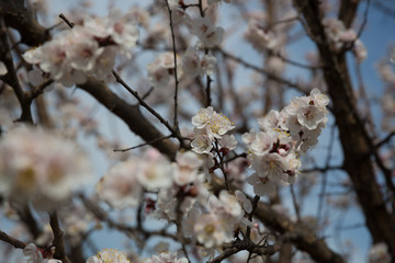 Blossoming apricot tree outdoor photo for graphic and web design, for website or mobile app.