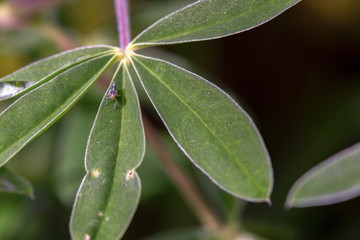 Macro photography of a tiny red eyed katydid on a lupine leaf. Captured at the Andean mountains of central Colombia.