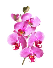 a branch of phalaenopsis orchid flowers and buds isolated on white background