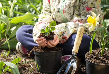 little girl planting flowers in the garden