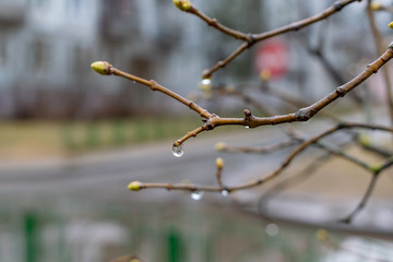 buds are blooming on trees in spring close up