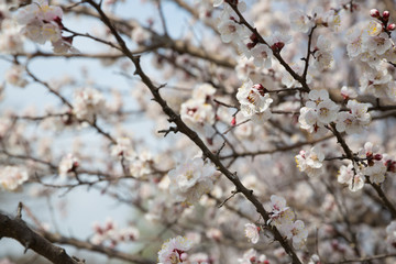 Blossoming apricot tree outdoor photo for graphic and web design, for website or mobile app.