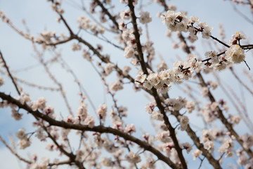 Blossoming apricot tree outdoor photo for graphic and web design, for website or mobile app.
