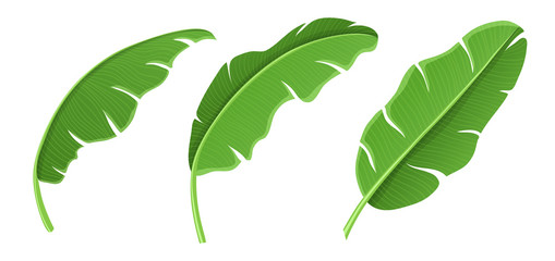 Banana leaf in different positions for tropical nature design. Vector illustration isolated on white, fresh green color for summer and exotic design