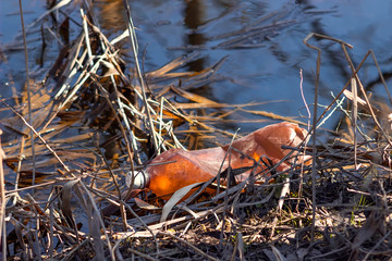 Water pollution, empty plastic bottles.