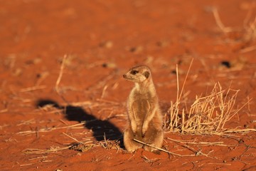 Erdmännchen (suricata suricatta)