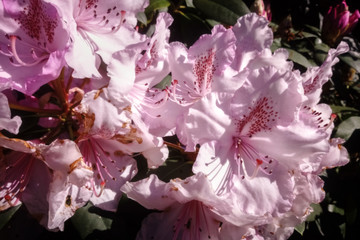 Detailed capture of the form and pink colors of Rhododendron flowers in a garden