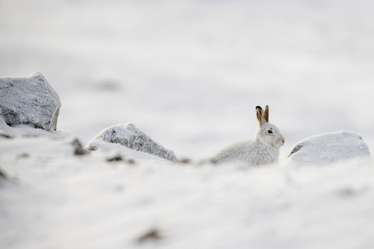 UK, Scotland, Mountain hare in snow