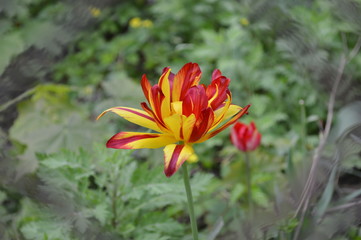 red flower in the garden
