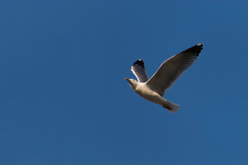 seagull flying in the blue sky