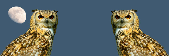 Eagle owls banner