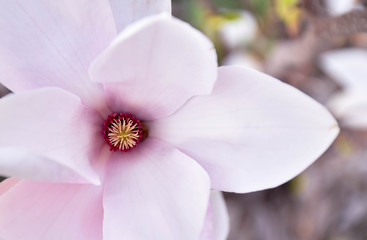 Obraz premium flower