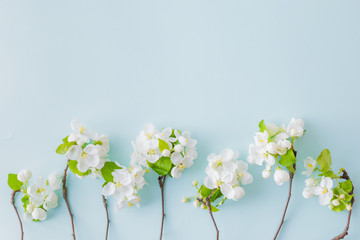 Flat lay composition with spring white flowers on a blue background