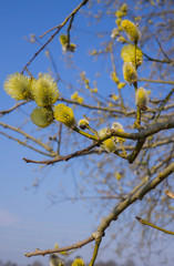 Willow bush with full-blown male pollen earrings.