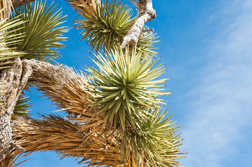 Joshua tree (palm tree yucca) against blue sky, close up