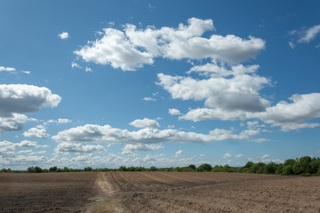 field and blue sky
