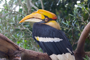Toucan