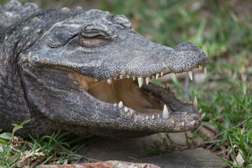 Crocodile