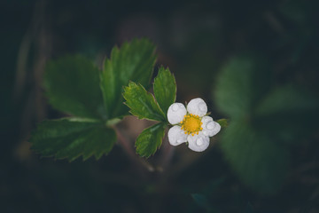 fleur de fraisier des bois