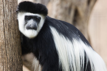 Singe