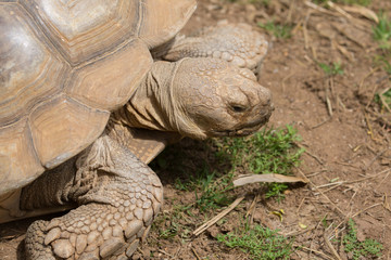 Obraz premium Tortue de terre