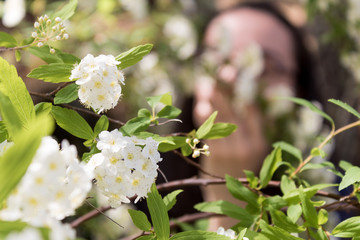 white flowers in the garden