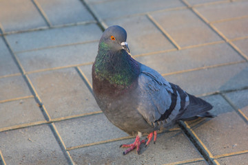 walking gray city dove