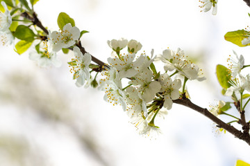 a spring Flowering branch against the blue sky backgrounds