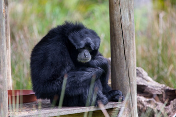 Singe