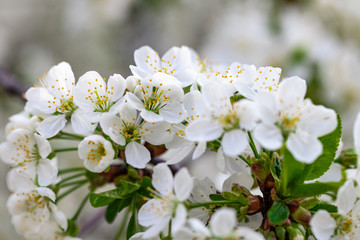 Fototapeta premium a spring Flowering branch against the blue sky backgrounds
