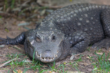 Crocodile