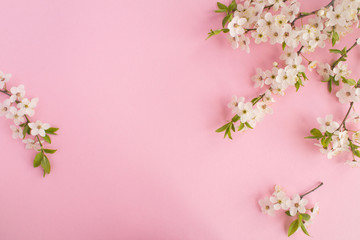 Spring or summer background.Flowering tree branches on the pink background.Top view.Copy space.