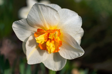 Obraz na płótnie Canvas Beautiful white daffodil