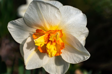 Fototapeta premium Close-up on a white daffodil flower