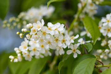a spring Flowering branch against the blue sky backgrounds