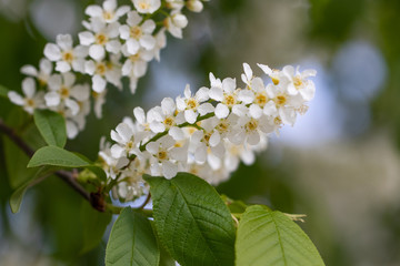 a spring Flowering branch against the blue sky backgrounds