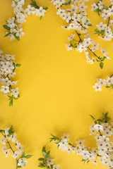 Spring or summer background.Flowering tree branches on the yellow background.Top view.Copy space.