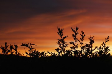 Obraz na płótnie Canvas Sunset in Nuwara Eliya 