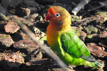 Lilian's lovebird (Agapornis lilianae), also known as Nyasa lovebird is sitting on the ground