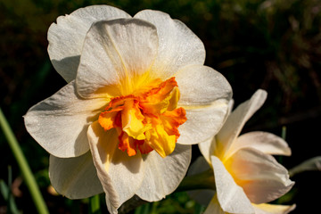 Fototapeta na wymiar Bright white daffodil flower head